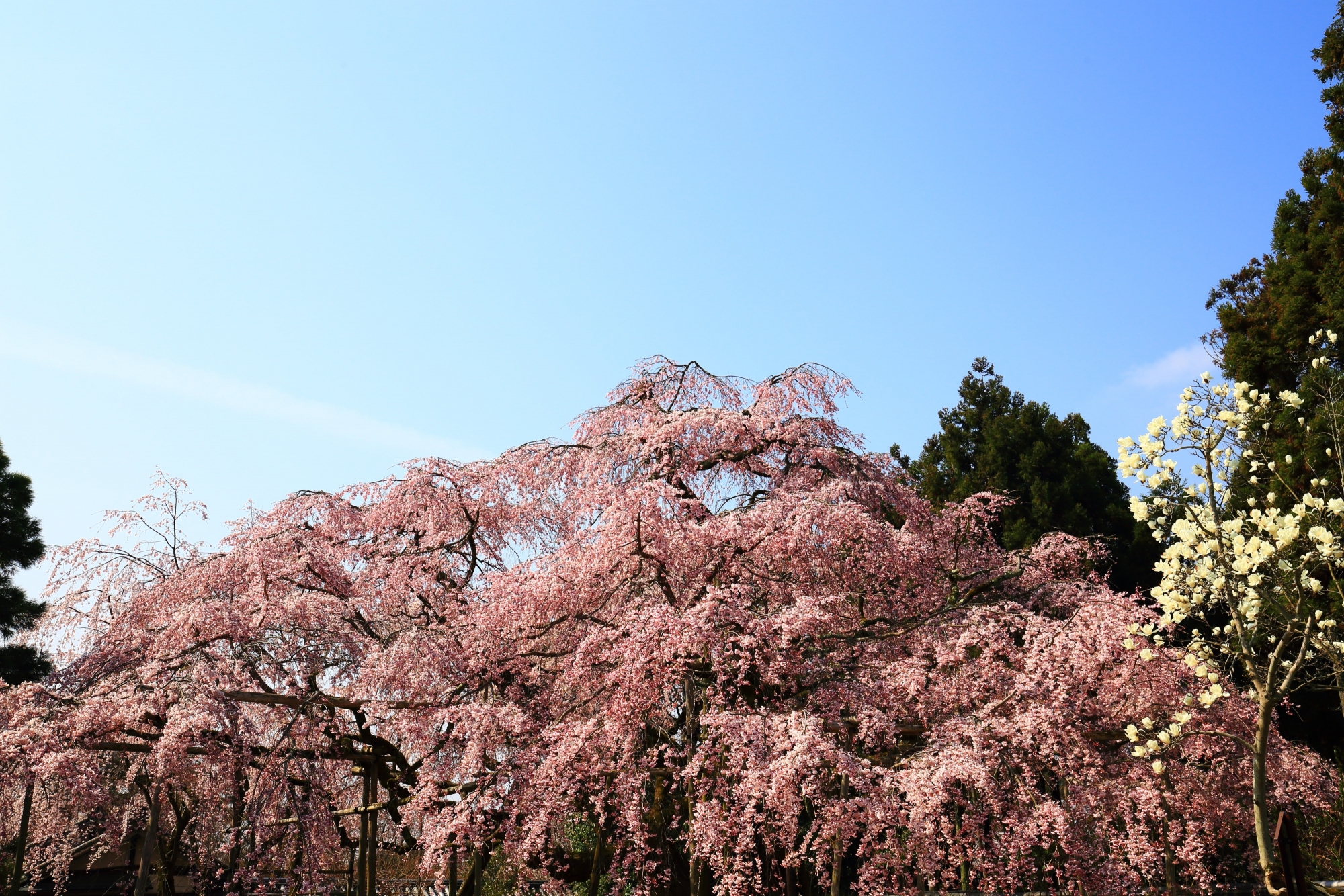満開の花が溢れ出す巨木の太閤しだれ桜