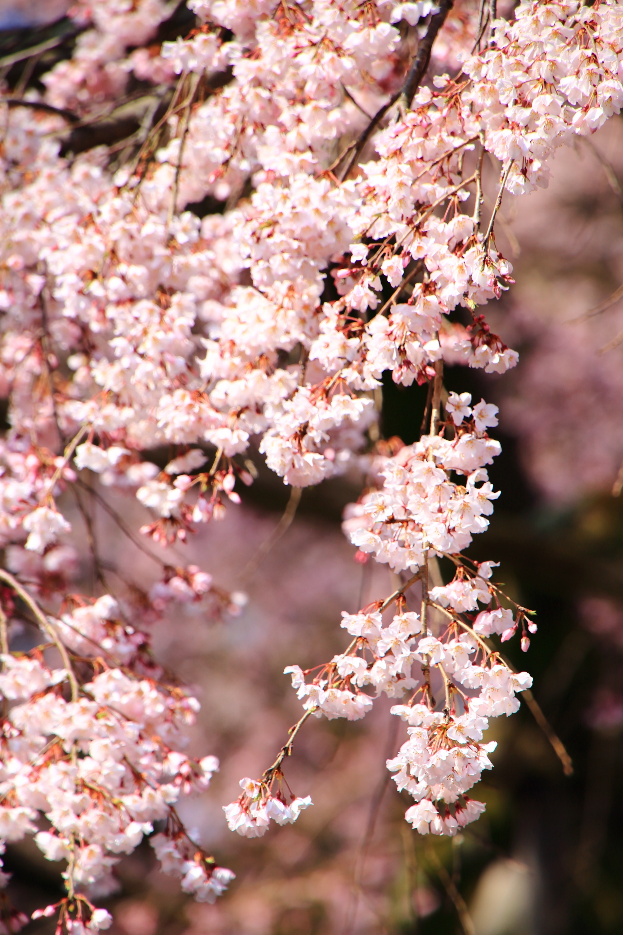 煌びやかに咲き誇る美しい桜