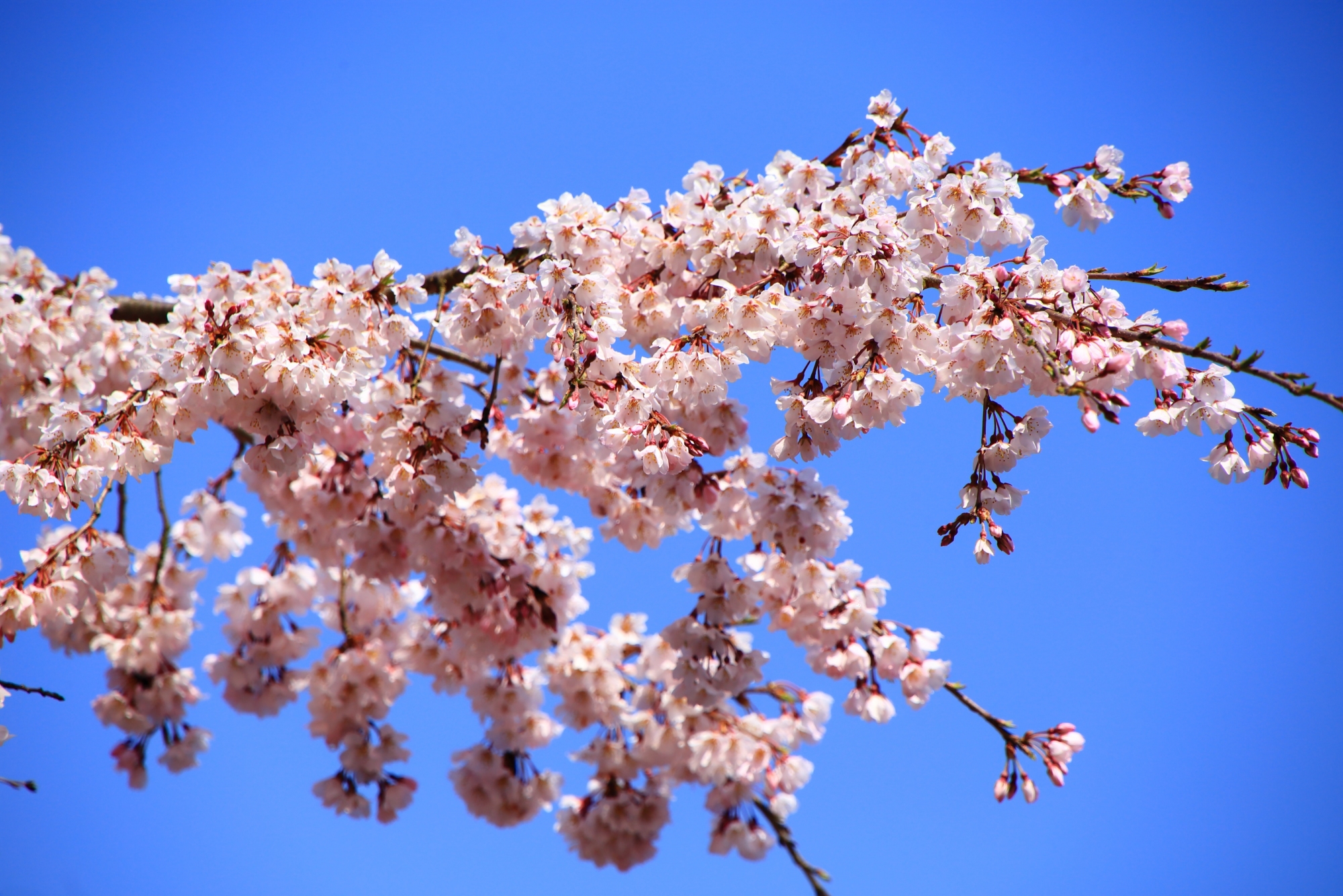 春の空で踊るピンクの桜