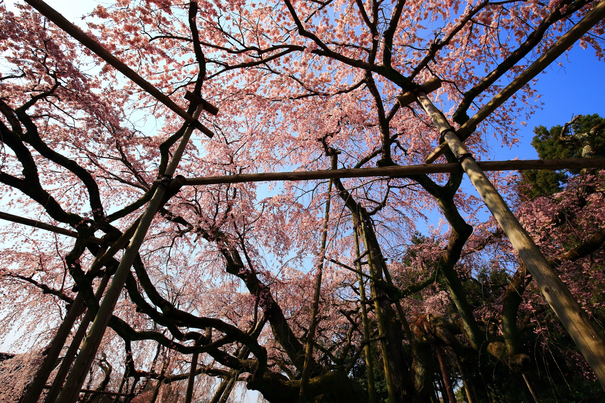 三宝院の華やかで豪快な桜色の天井