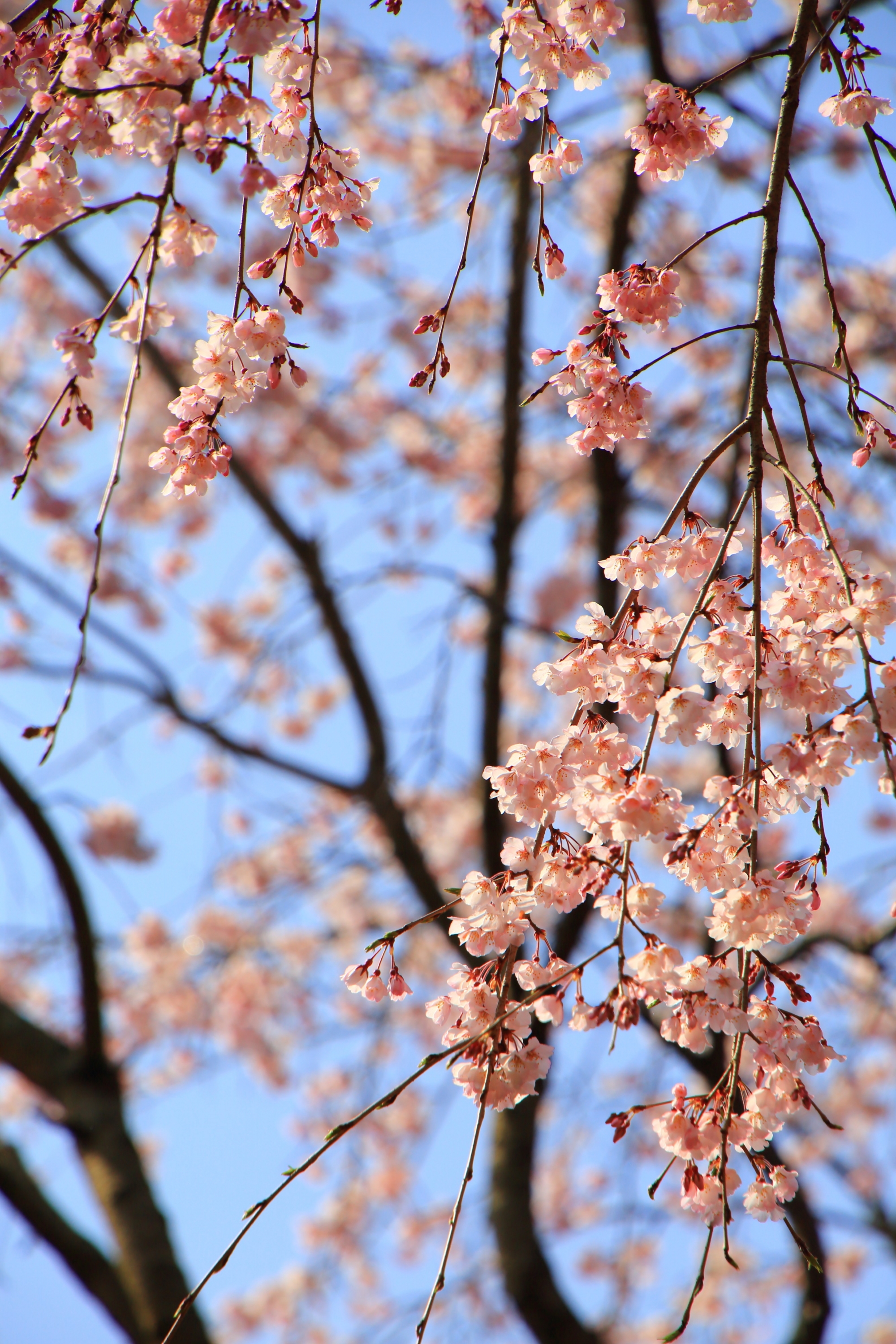 春の長閑な雰囲気の中で揺らぐピンクの花