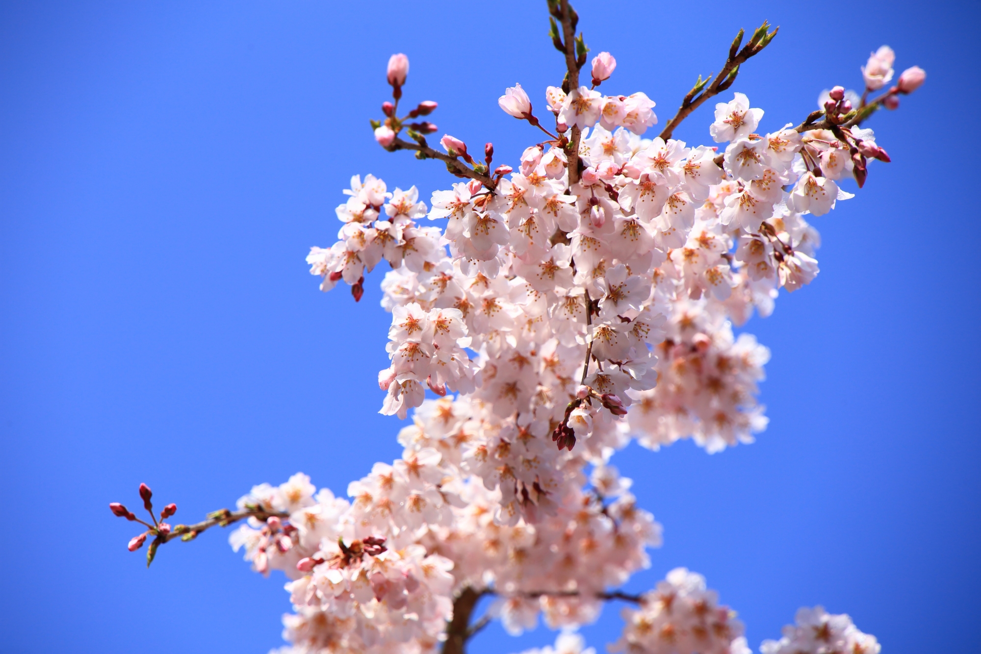 太陽をいっぱいに浴びて輝く春色の桜
