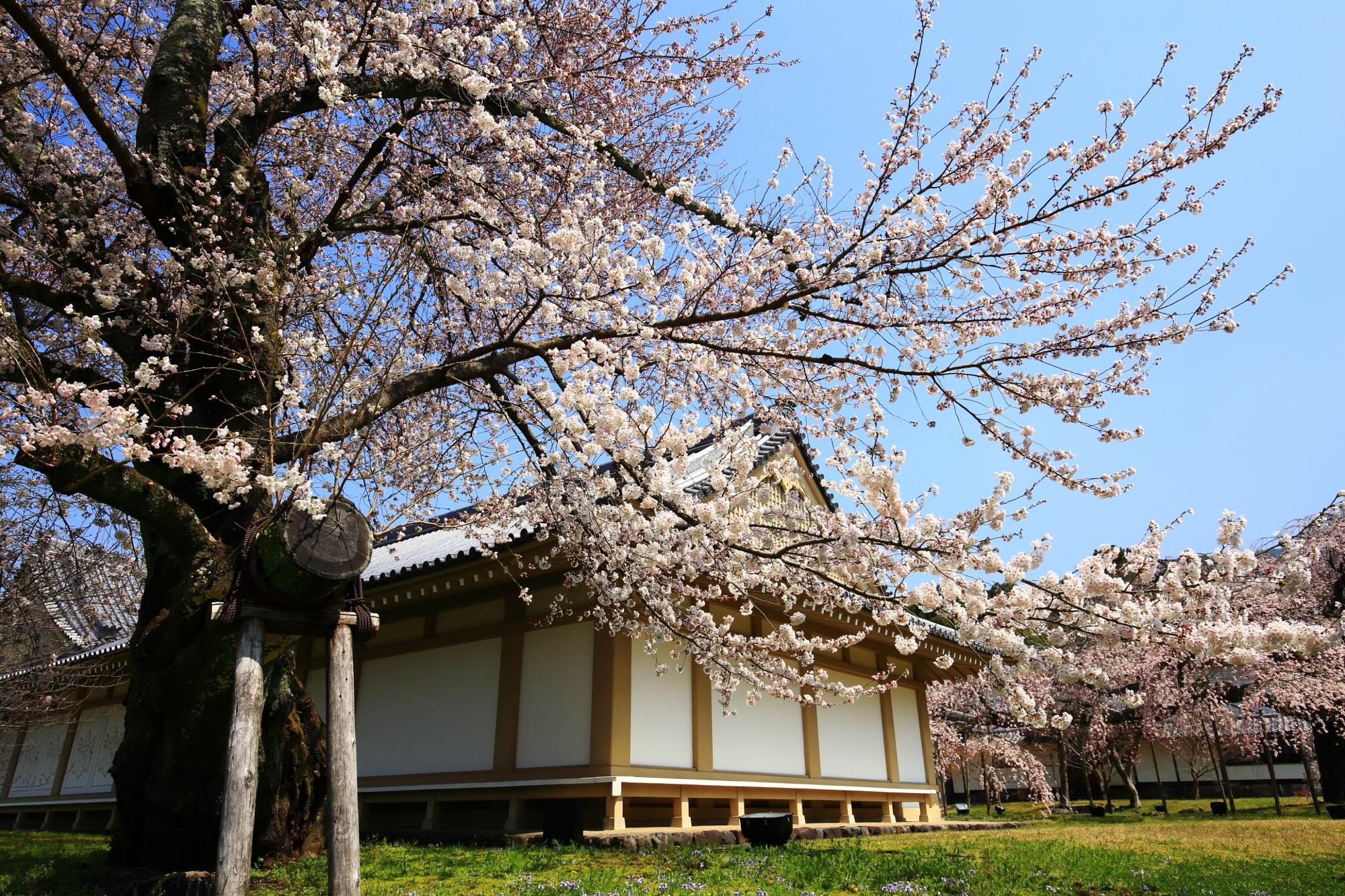 霊宝館の本館前で翼を広げるように咲き誇る桜