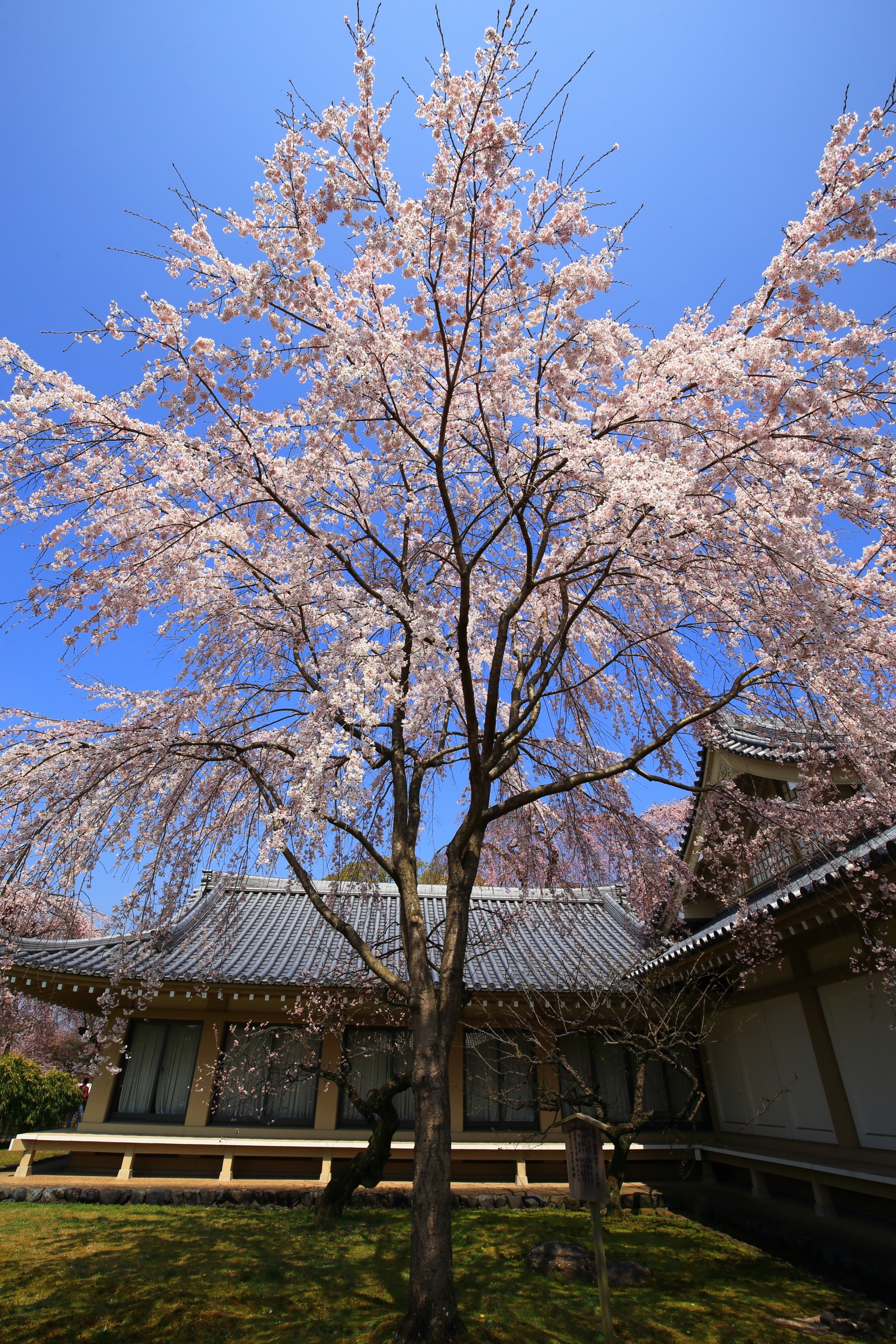 最高の青空の下で咲き誇る桜と霊宝館の絵になる春の風景