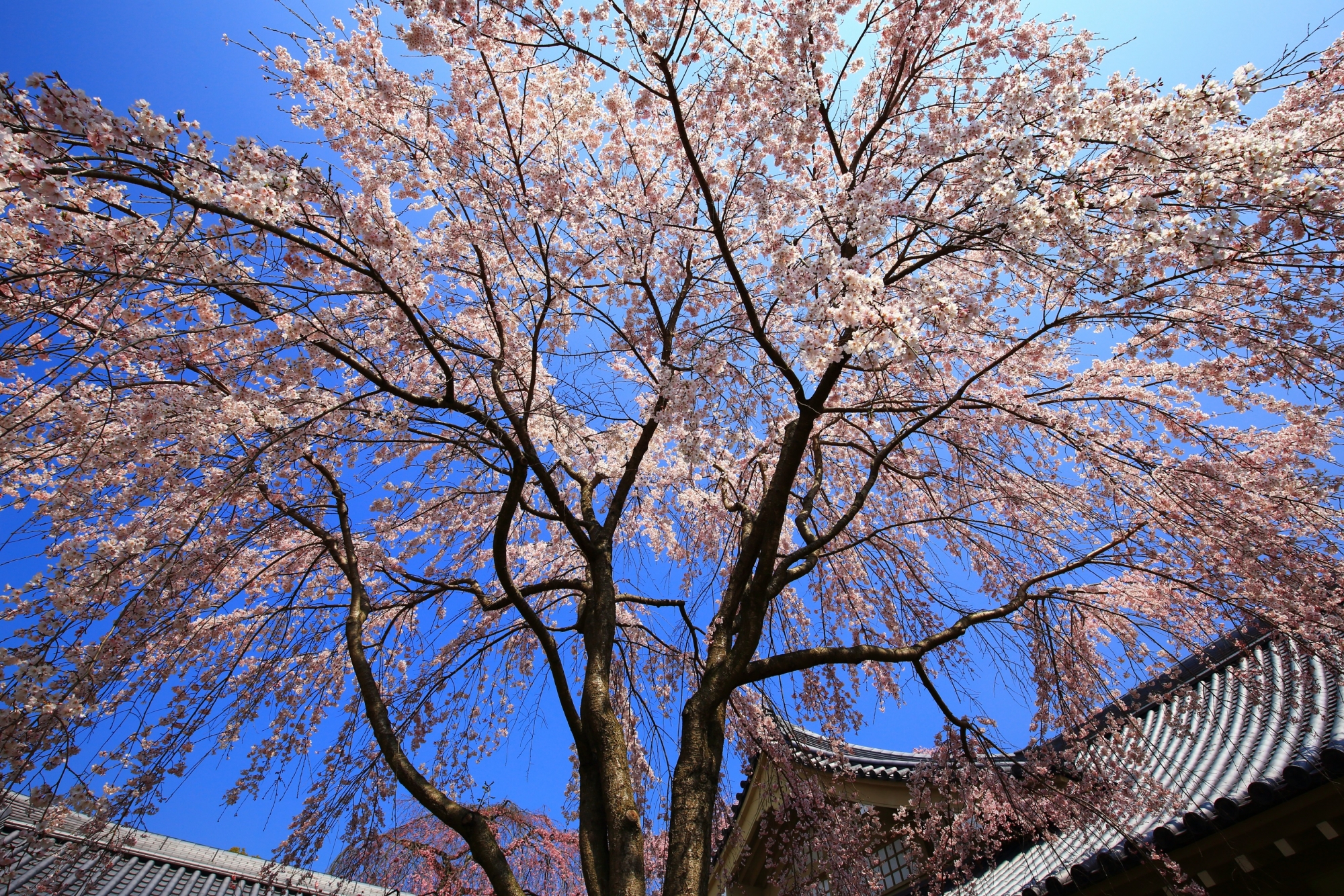 霊宝館の青空を春色に彩る絶品のしだれ桜