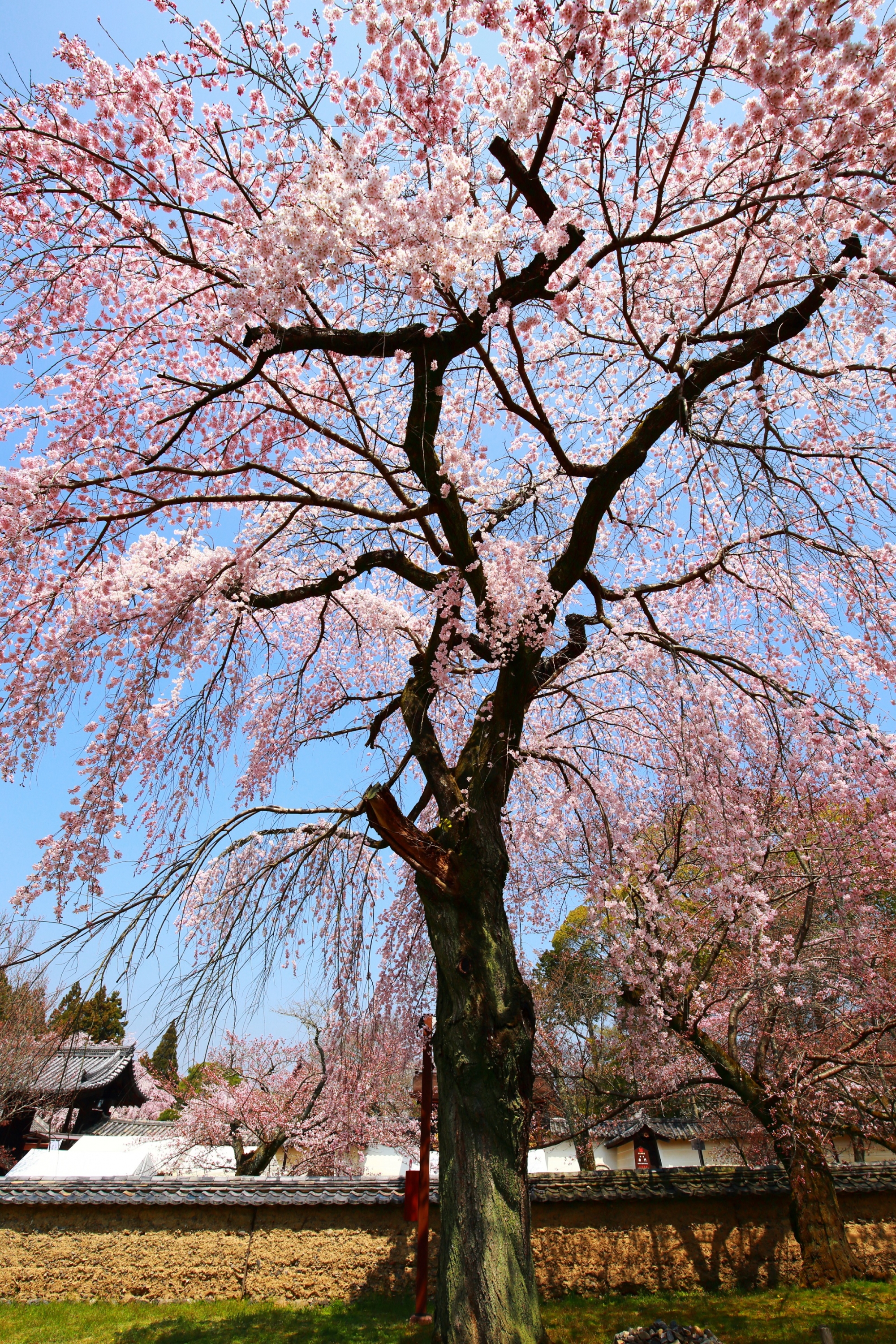 霊宝館の最高に天晴れなしだれ桜