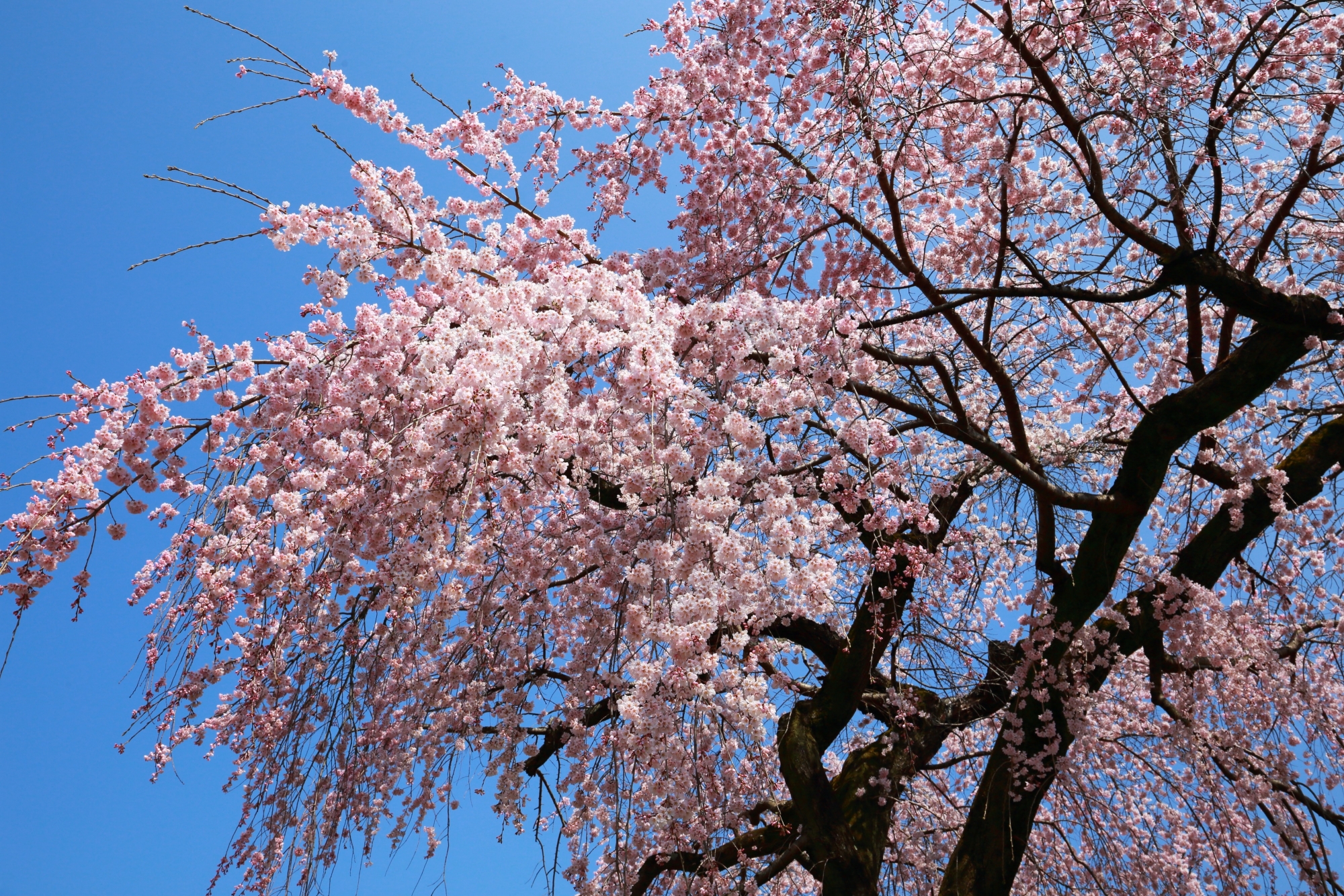 太陽を浴びて煌びやかに華やぐ霊宝館の桜