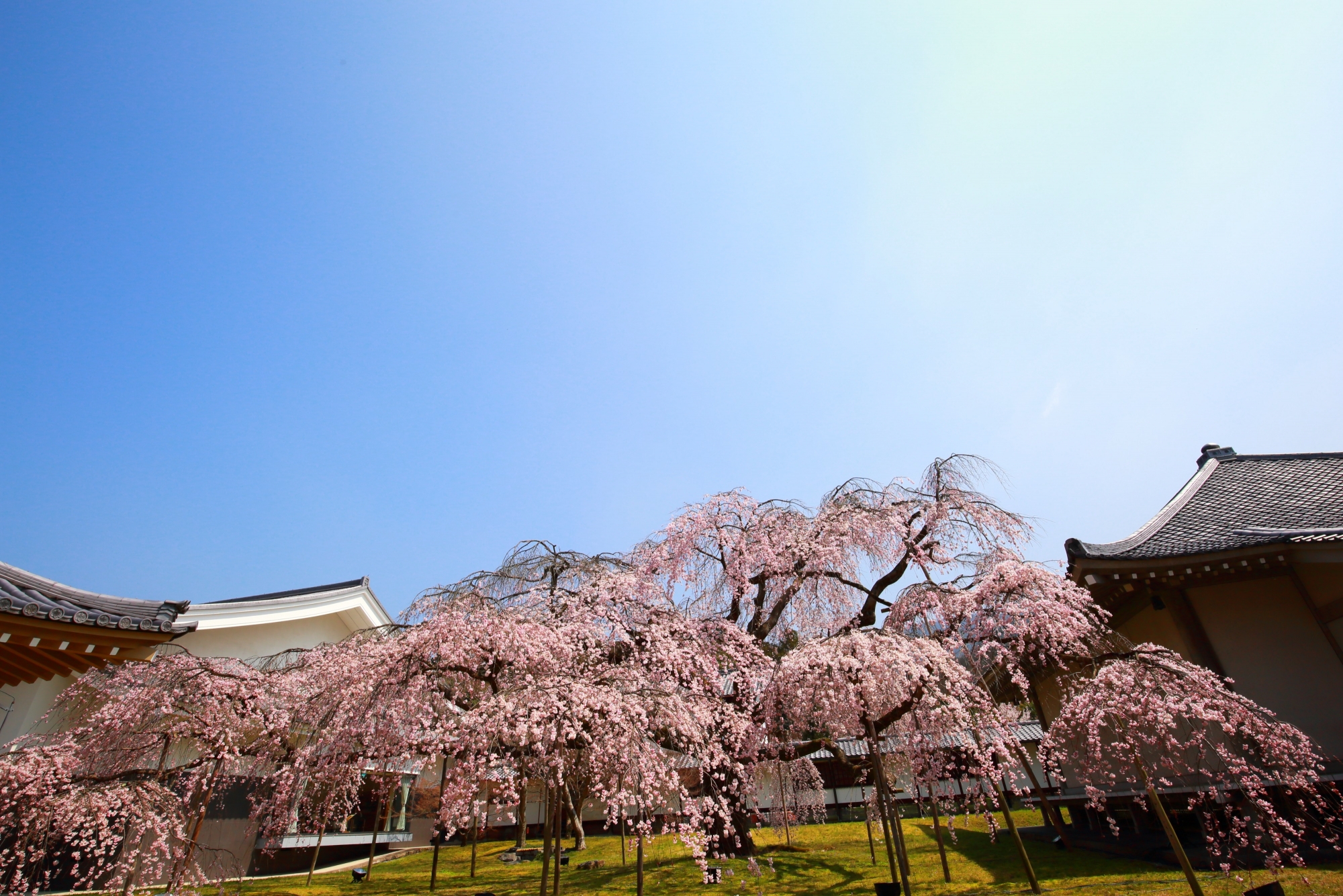 青空の下で咲き誇る満開の醍醐深雪桜