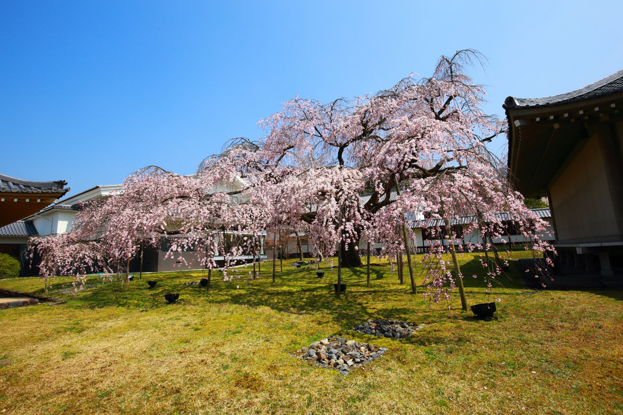 霊宝館の「醍醐深雪桜」