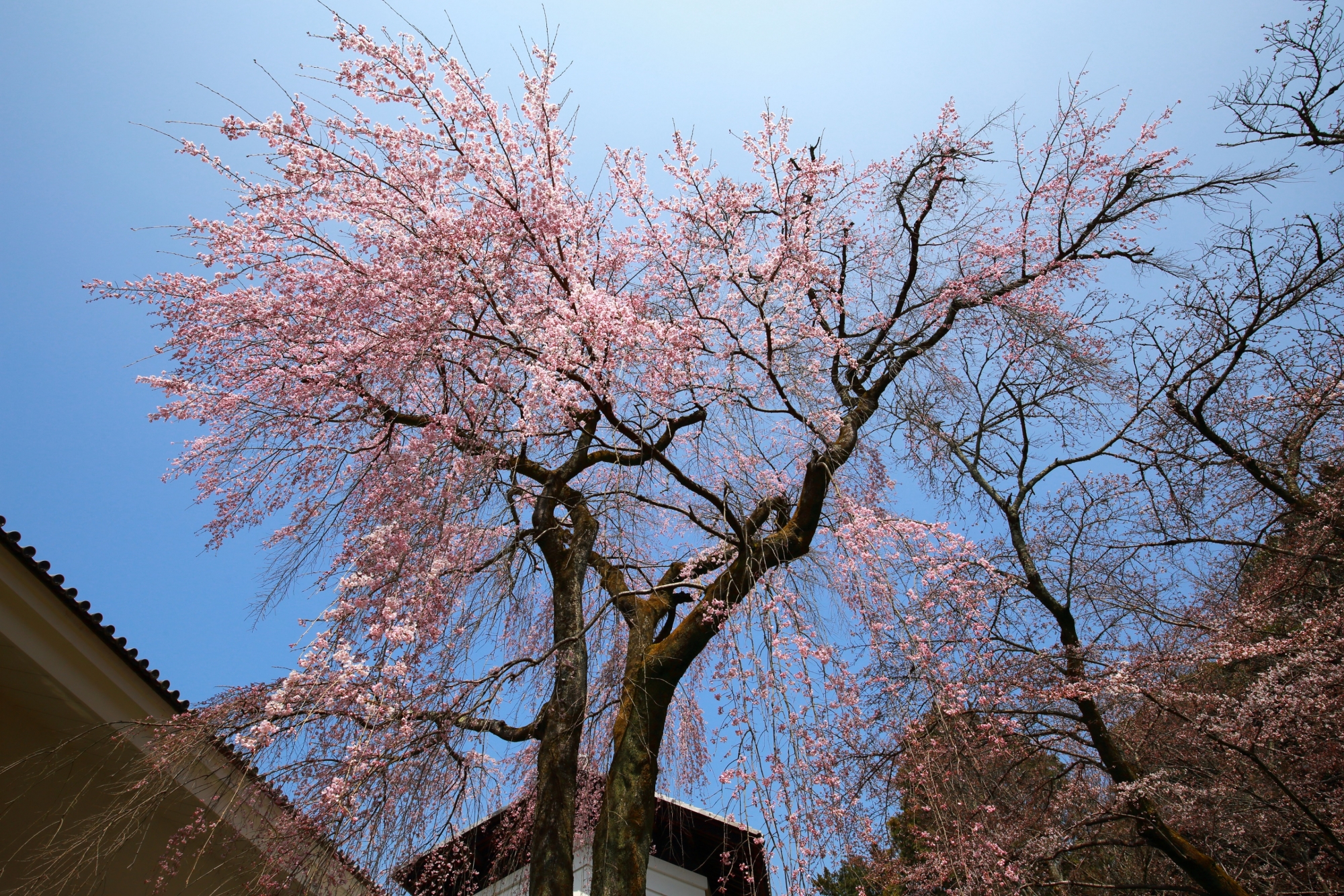 建物と青空を彩る気品あるしだれ桜