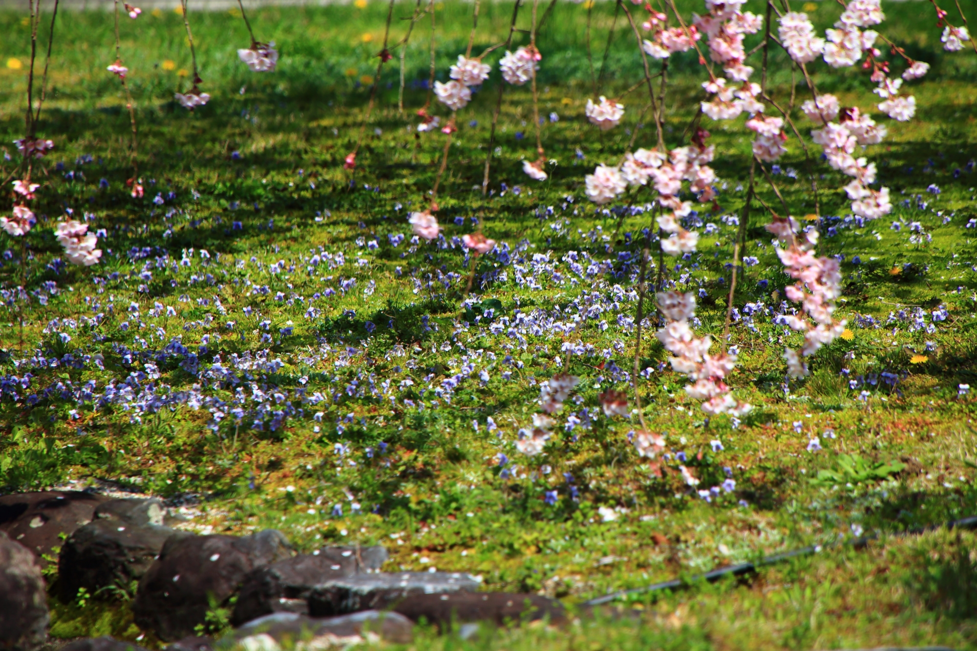 優美なピンクの桜の花と華やかな水色のスミレ