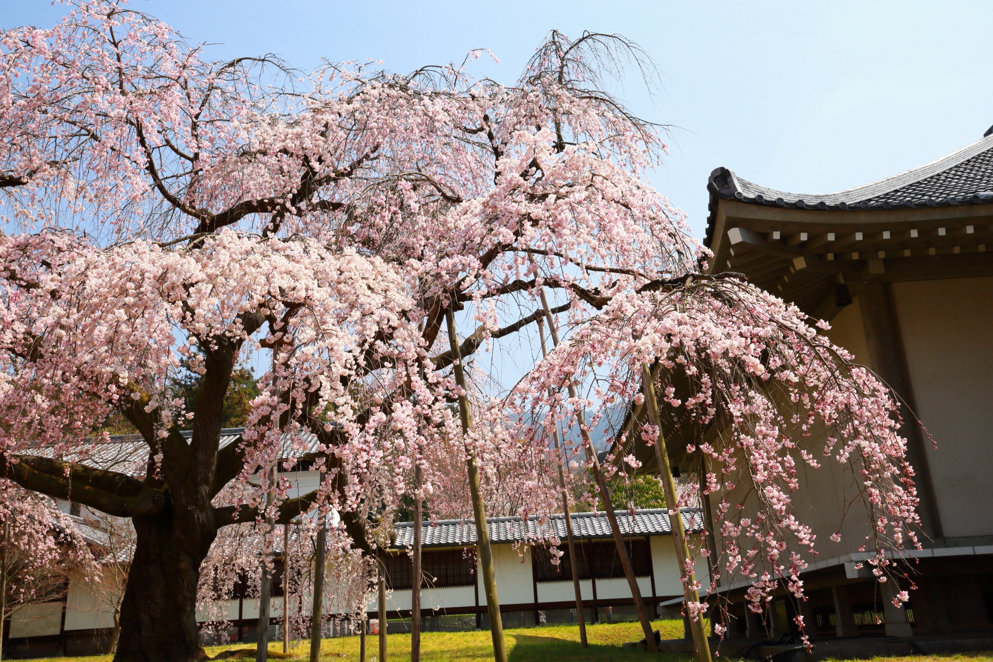 花の滝のように枝垂れる霊宝館を代表する桜