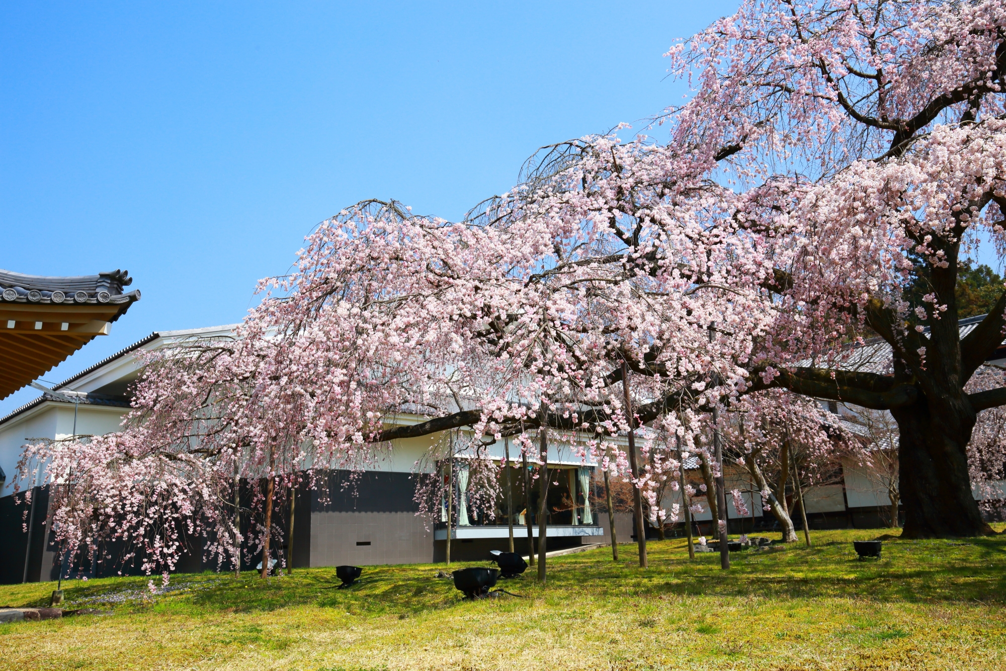 緑の芝生の上で溢れんばかりに咲き乱れる桜