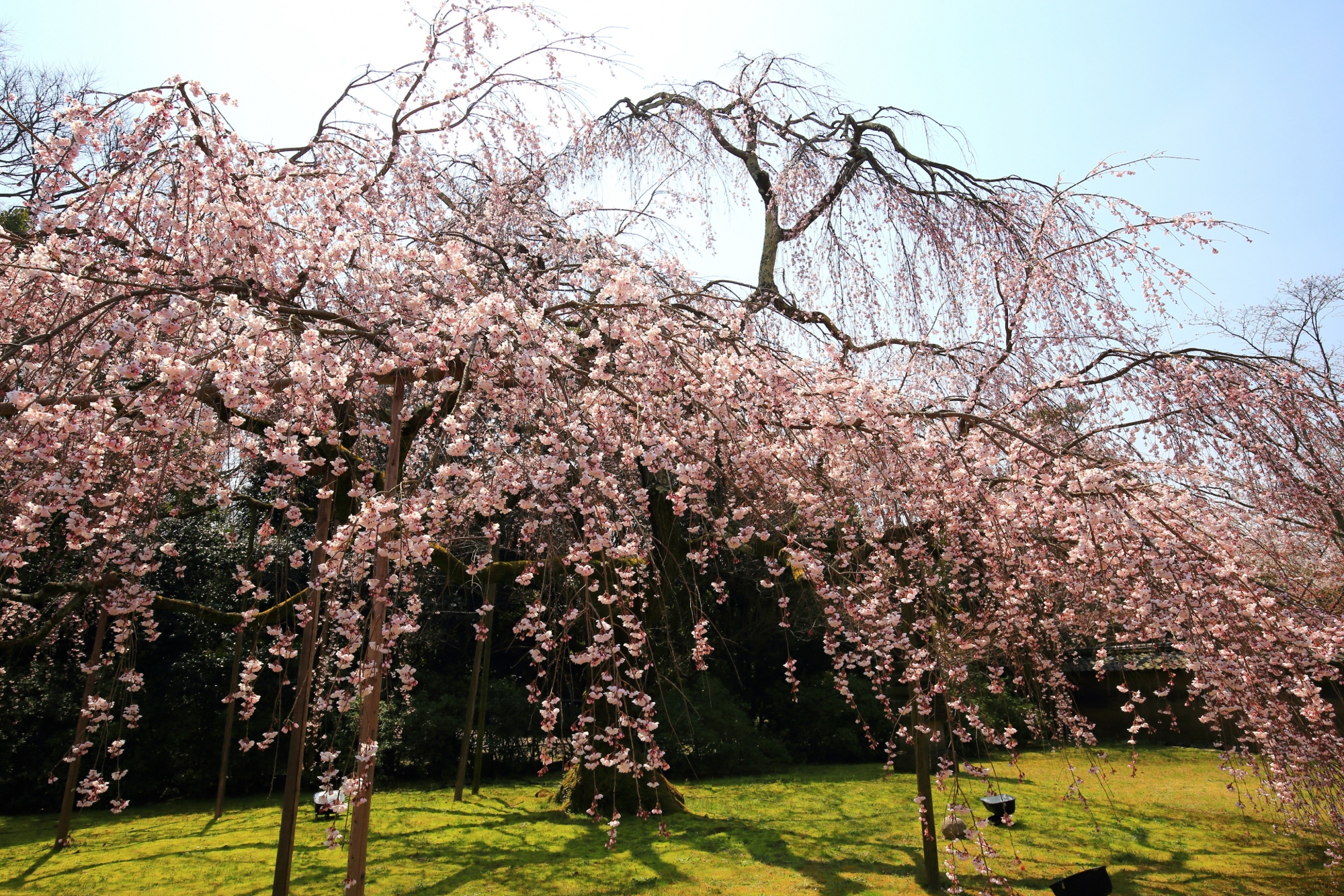 大きく枝を伸ばして優雅に咲き誇るしだれ桜