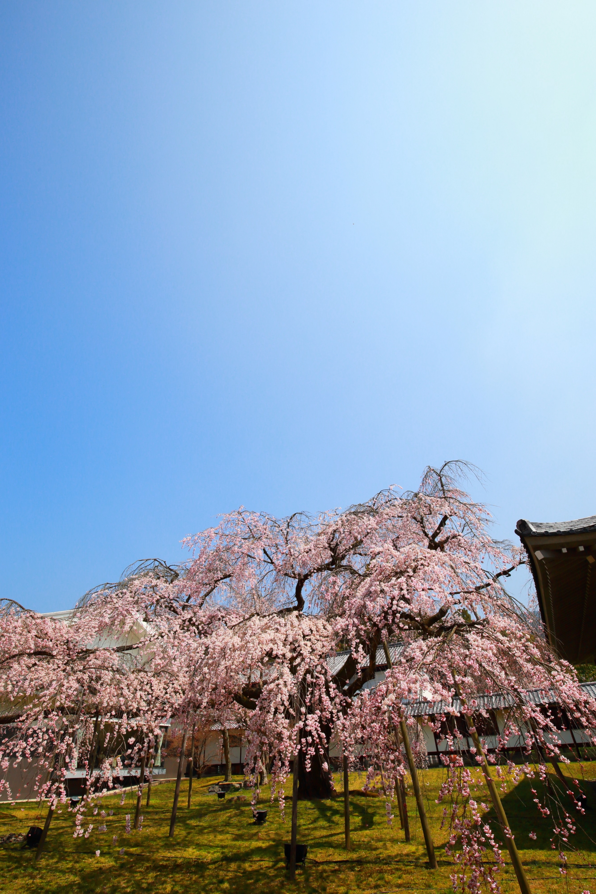 上品な建物と青空につつまれた極上の桜