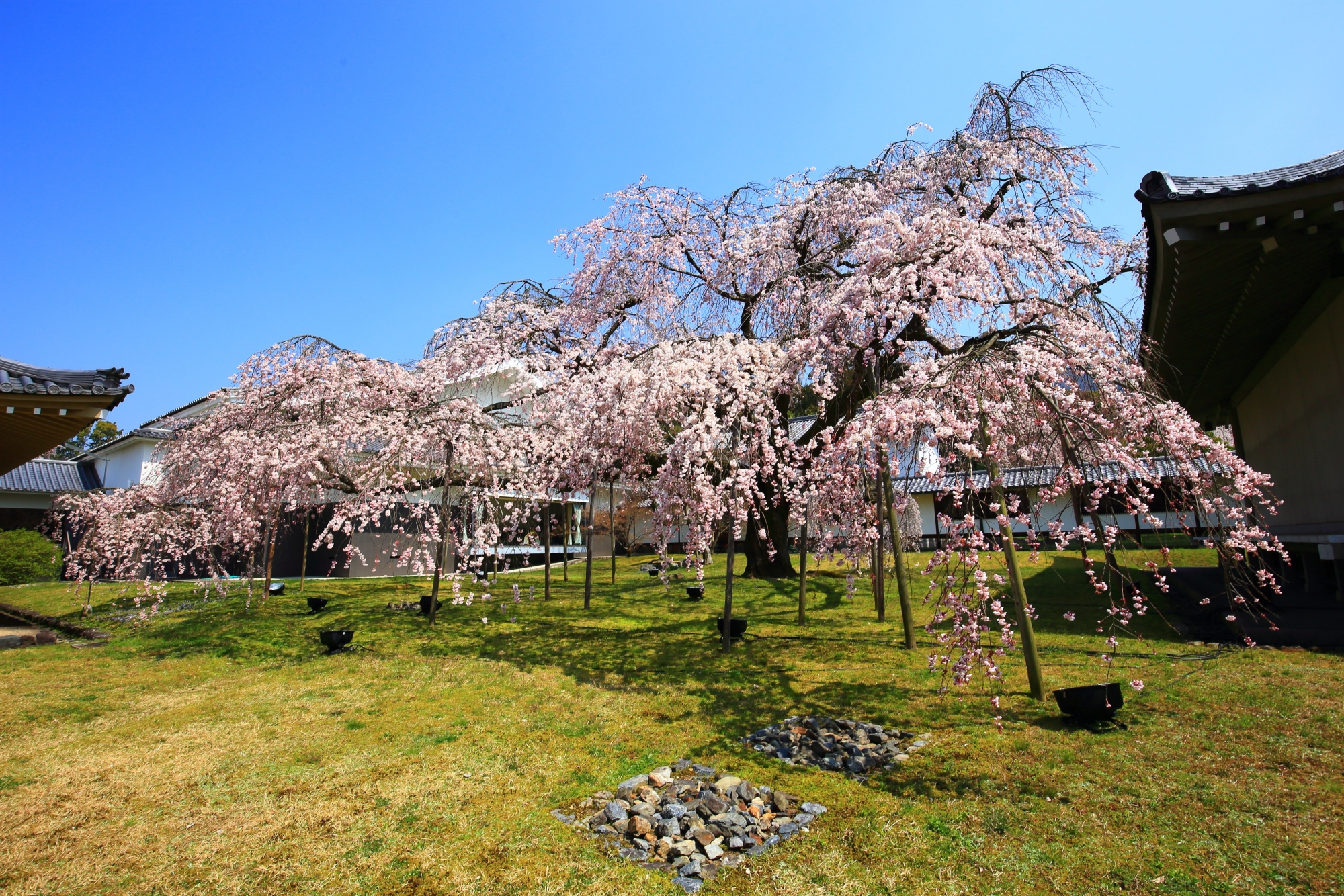醍醐寺霊宝館の素晴らしい桜と春の情景