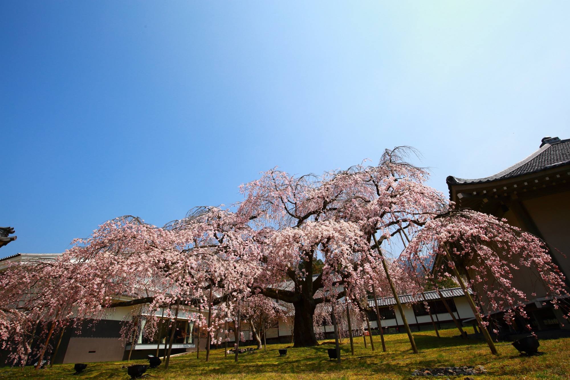 霊宝館を見事な桜色に染める巨木