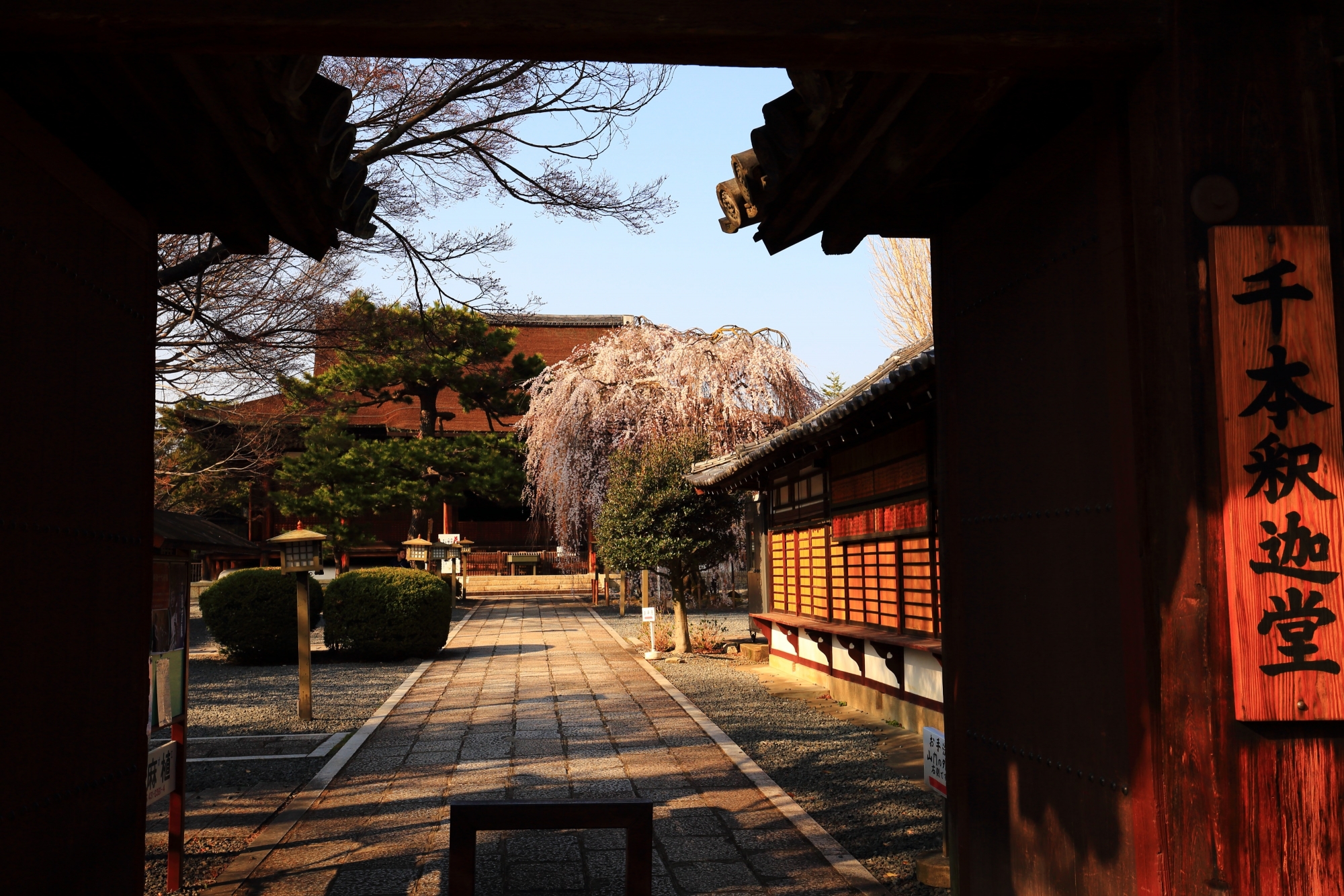 千本釈迦堂の山門と奥に見える本堂と阿亀桜