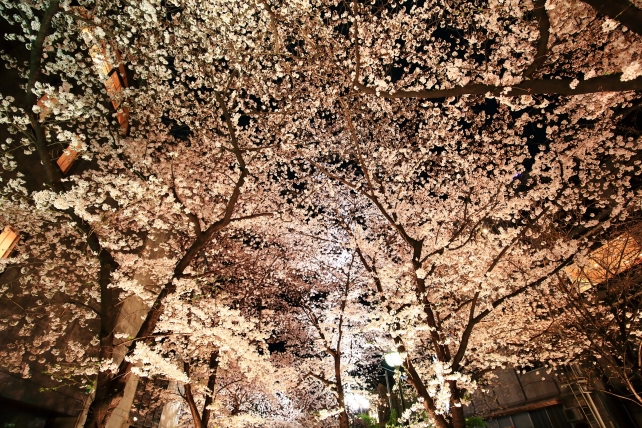 祇園白川 桜 ライトアップ 満開 春 幻想的