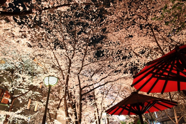 祇園白川の満開の桜ライトアップ