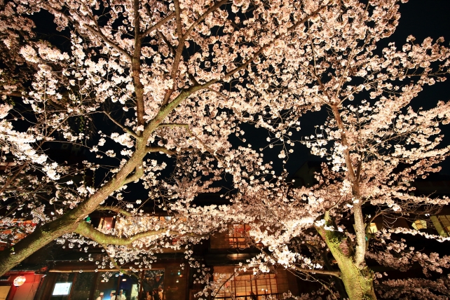 祇園白川の満開の美しい夜桜ライトアップ