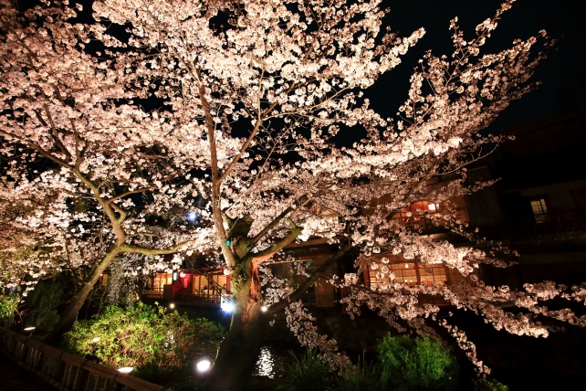 京都祇園白川の情緒ある満開の宵桜ライトアップ