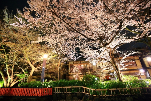 祇園白川の巽橋付近の見事な満開の夜桜ライトアップ