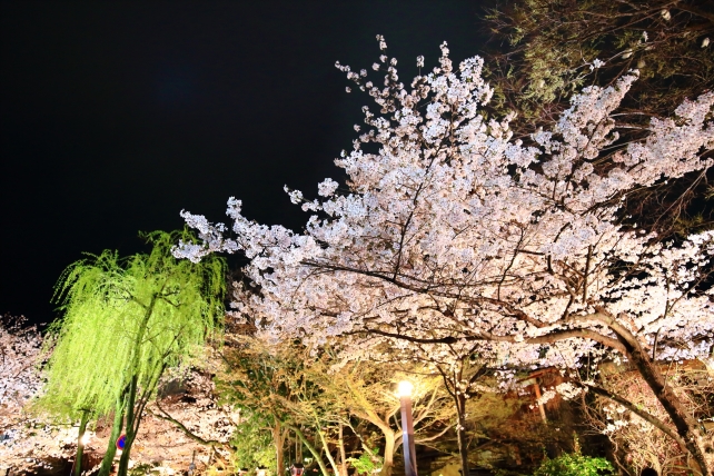 祇園白川の巽橋付近の桜ライトアップ