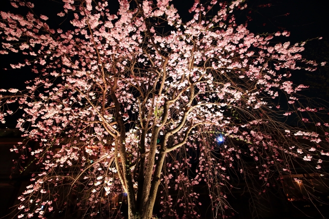 祇園白川の満開の綺麗な桜ライトアップ