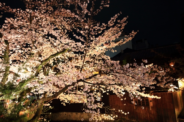 祇園白川の巽橋付近の情緒ある満開の桜ライトアップ
