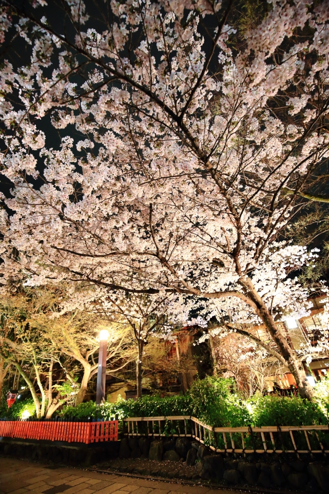 祇園白川の巽橋付近の美しい満開の桜ライトアップ