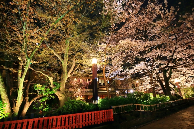 巽橋 祇園 夜桜 ライトアップ 春 満開