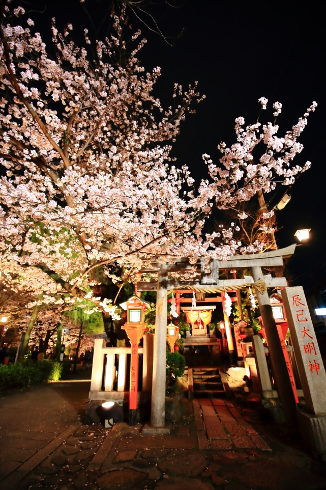 祇園白川の辰巳大明神の華やかな満開の桜ライトアップ