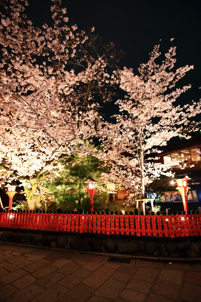 京都祇園白川の巽橋の満開の幻想的な宵桜ライトアップ