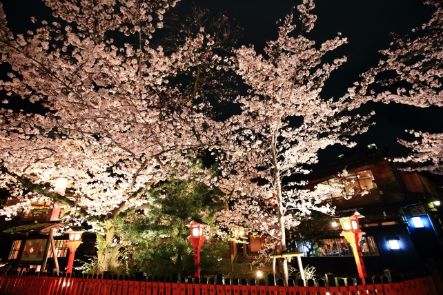 祇園白川の巽橋付近の幻想的な桜ライトアップ