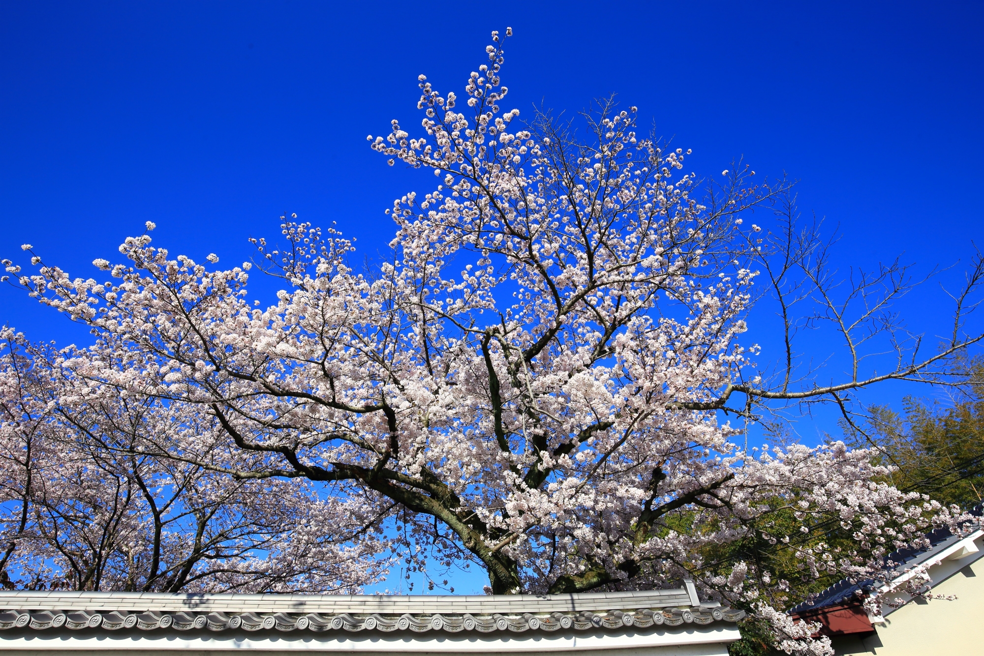最高の青空に向かって枝をいっぱに伸ばす桜