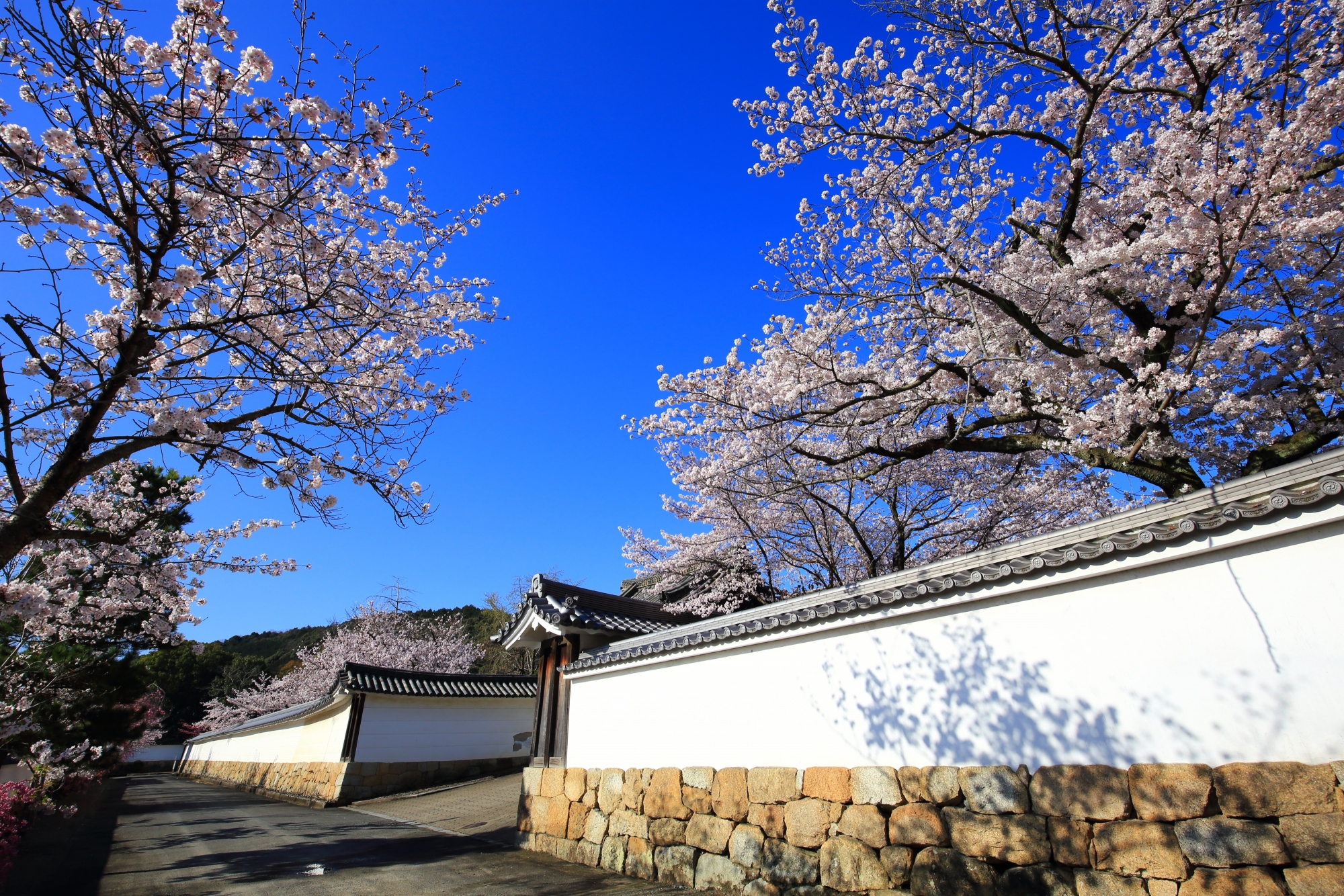 青空に映える勧修寺の華やかに咲き誇る桜