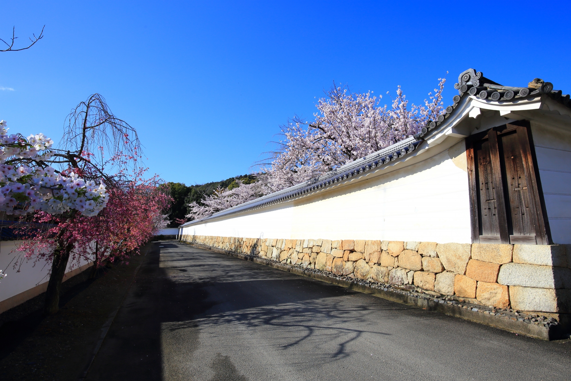上品な白い土塀沿いに咲き誇る桜
