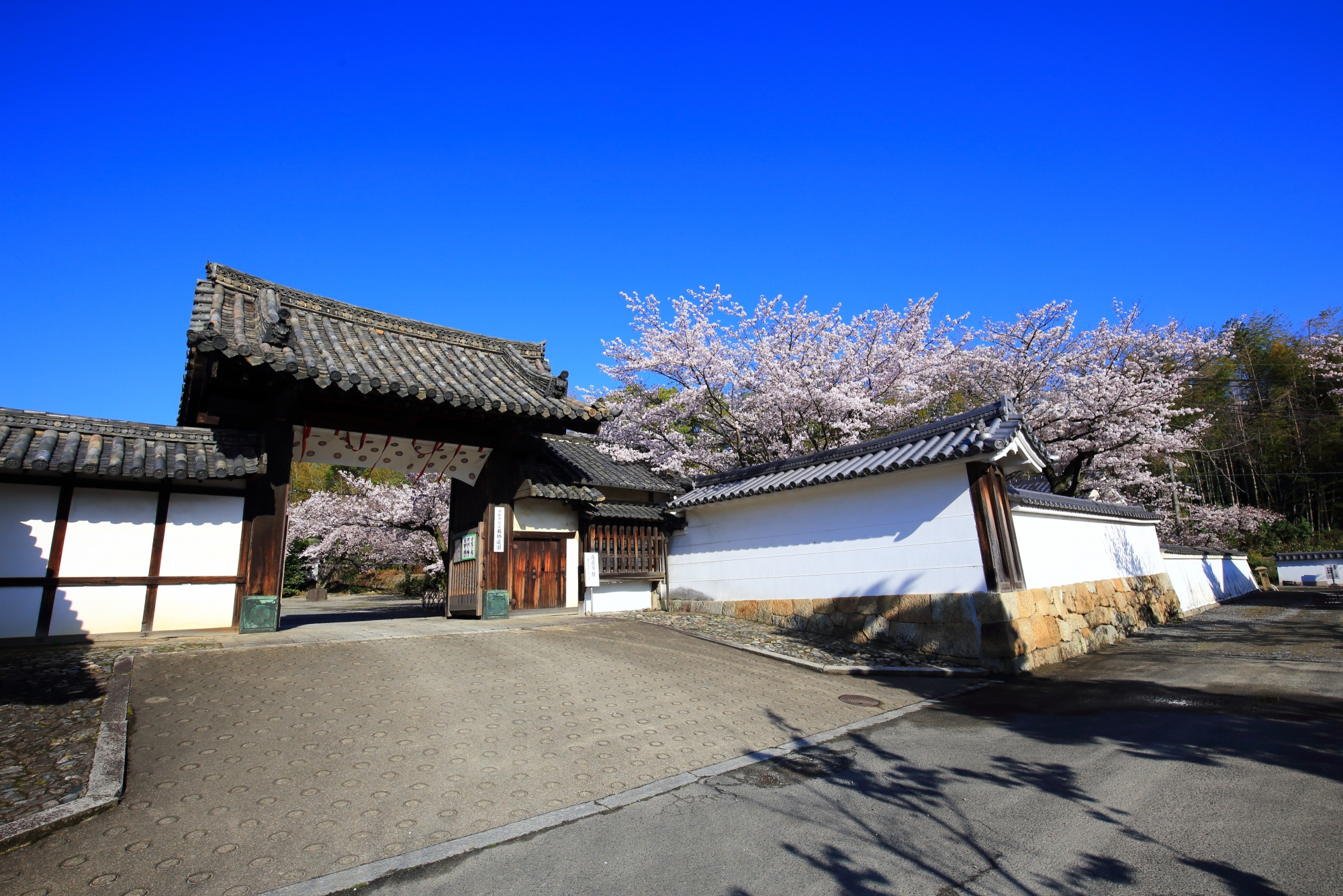 勧修寺の山門と参道の桜