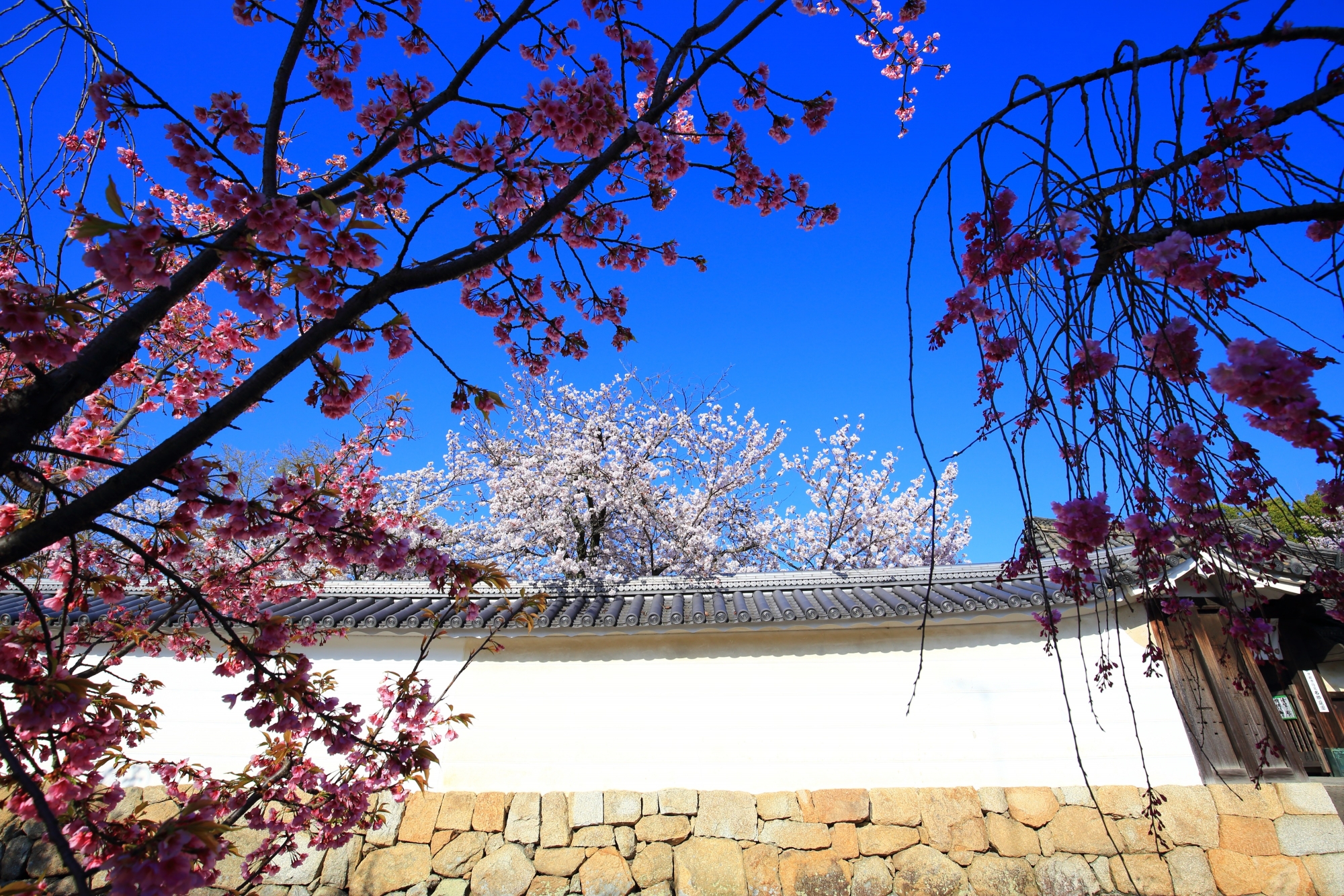紅白の桜につつまれる勧修寺の参道