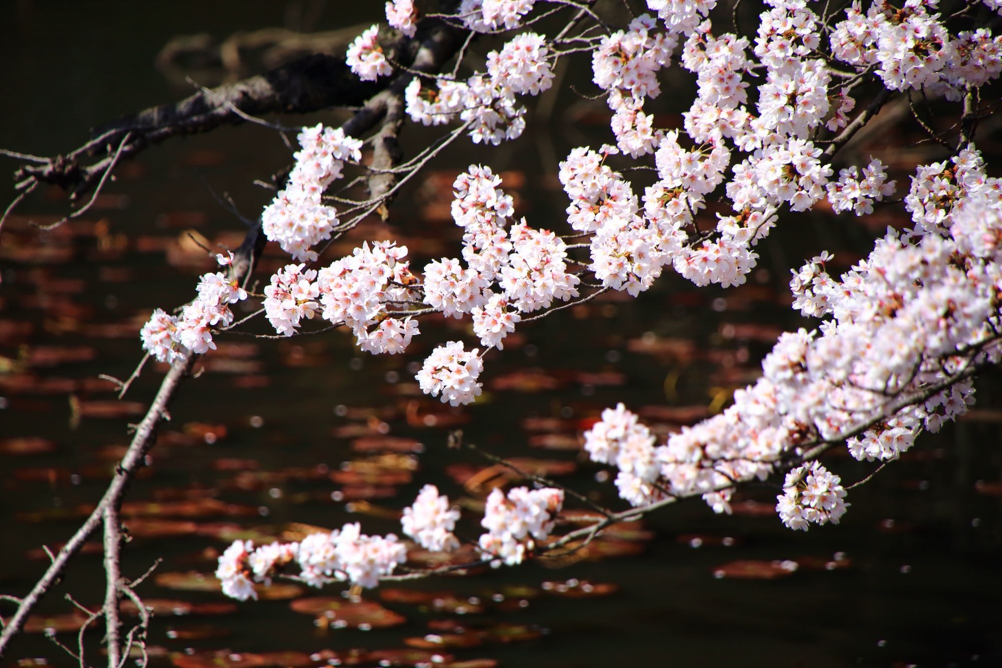 水面にせり出して咲き誇る桜