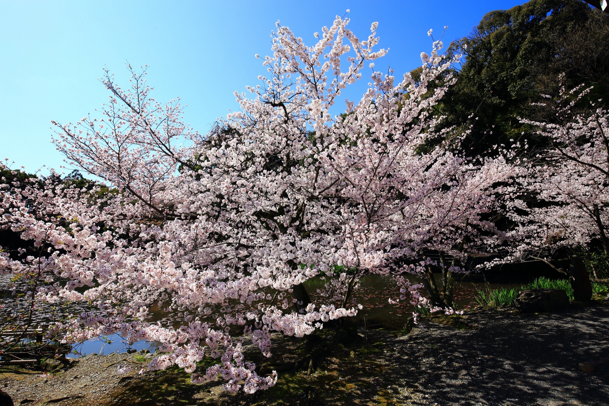 勧修寺の氷室池畔の桜