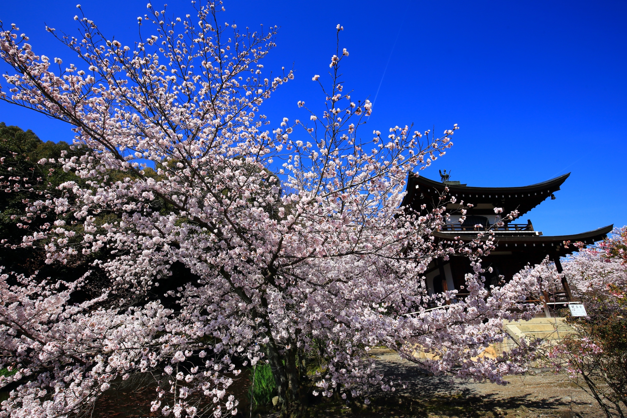 青空と観音堂を華やかな春色に染める豪快な桜