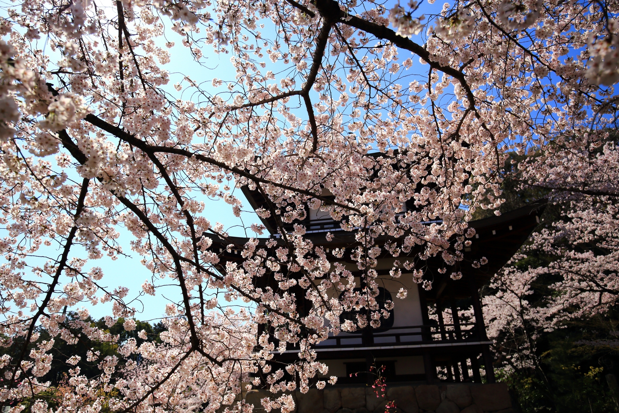 観音堂と空を優雅に彩る絶品の桜