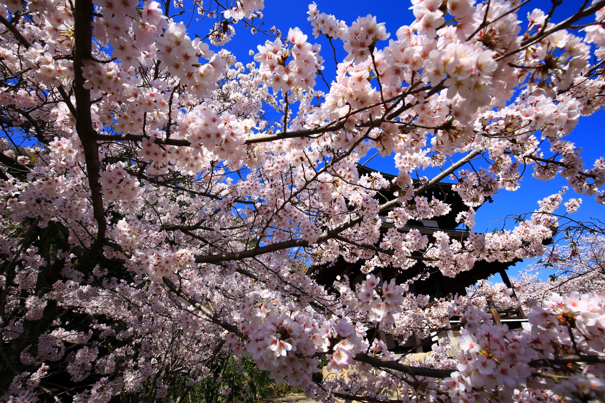 弾け飛ぶような咲き乱れたピンクの桜