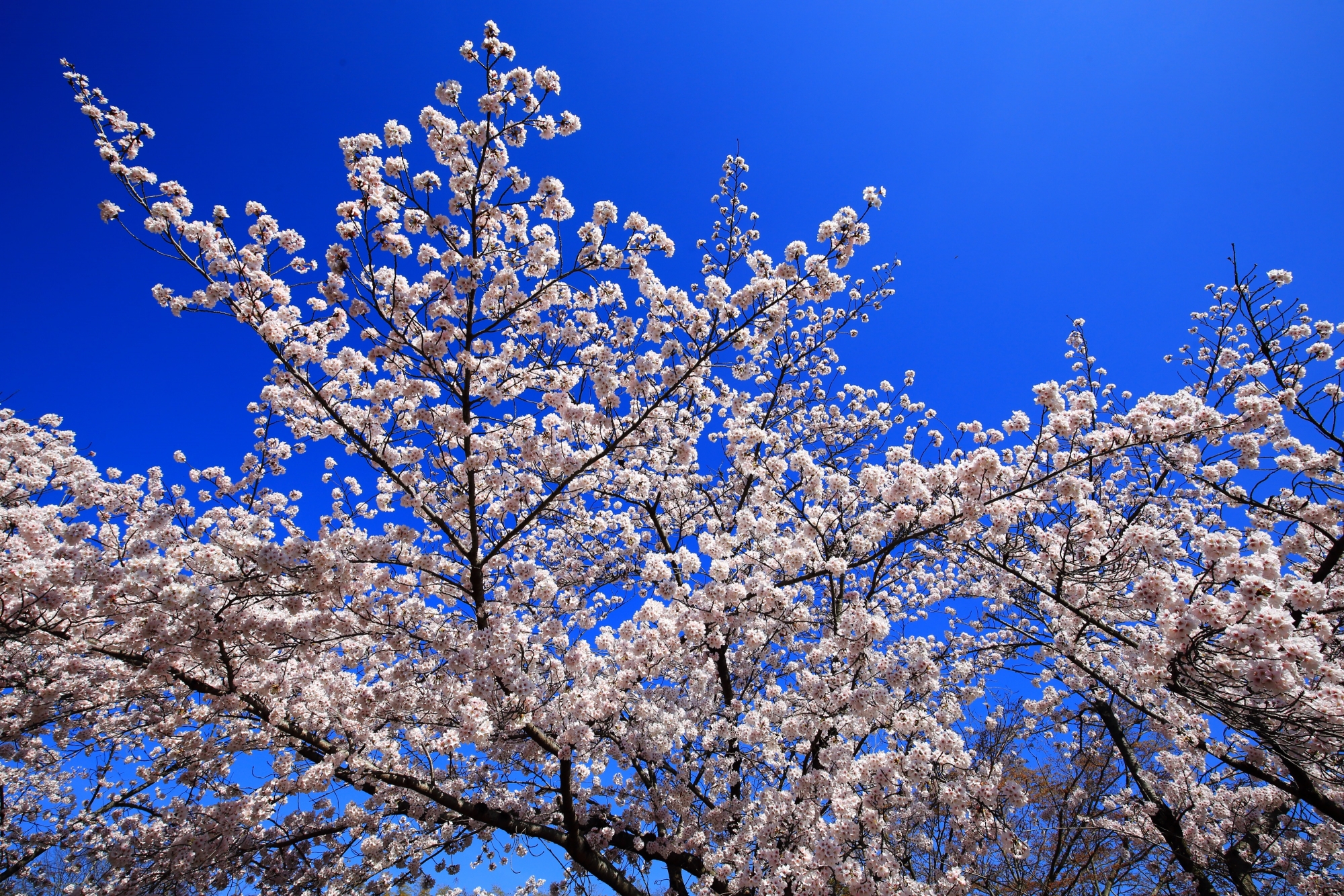 青空の下で白色と言うより銀色に輝く桜