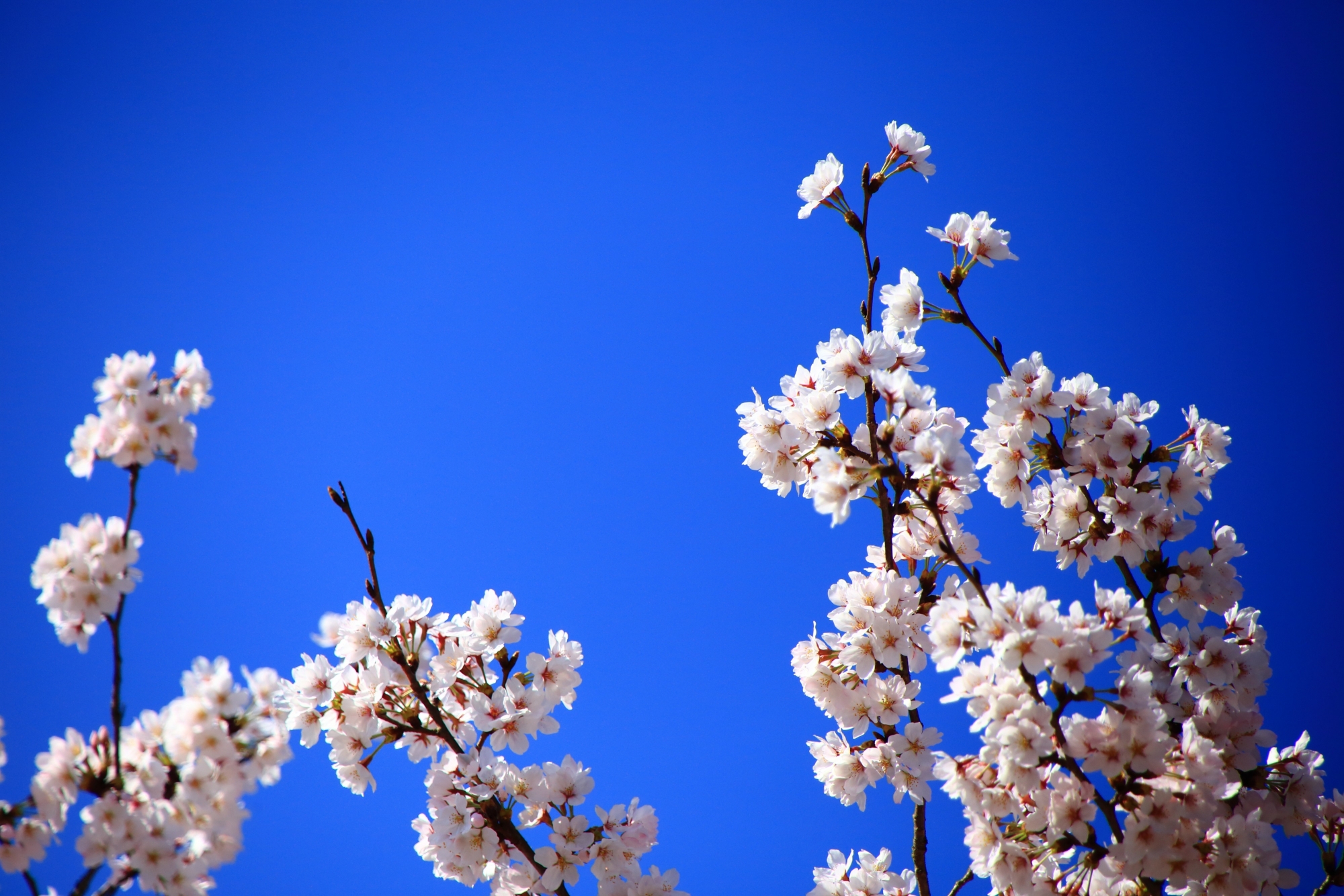 青空に向かって伸びる満開の花を咲かせた枝