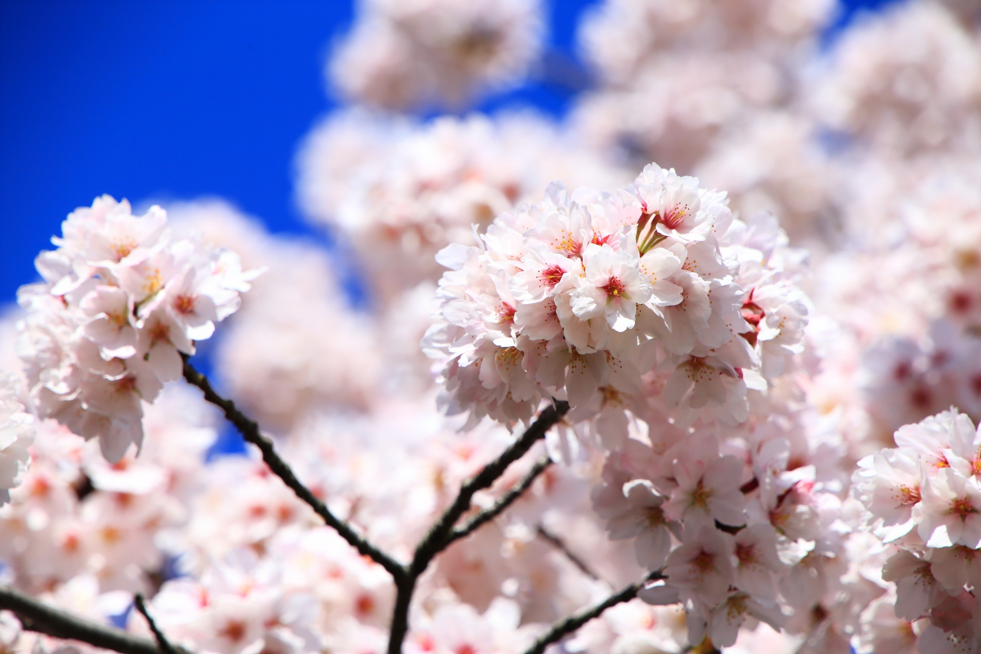 花の状態も非常に良い勧修寺の桜