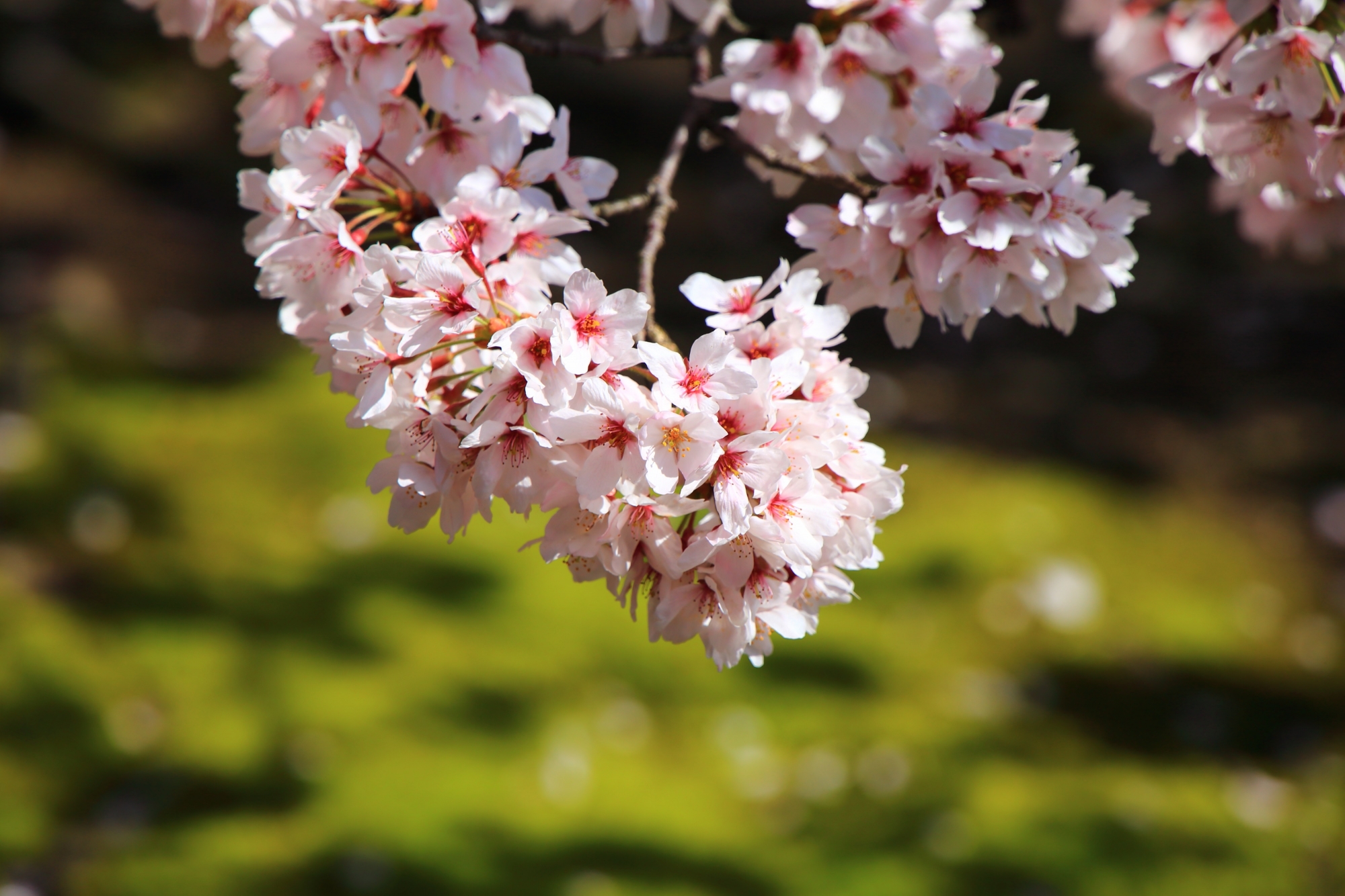 太陽をいっぱいに浴びて咲き誇る桜