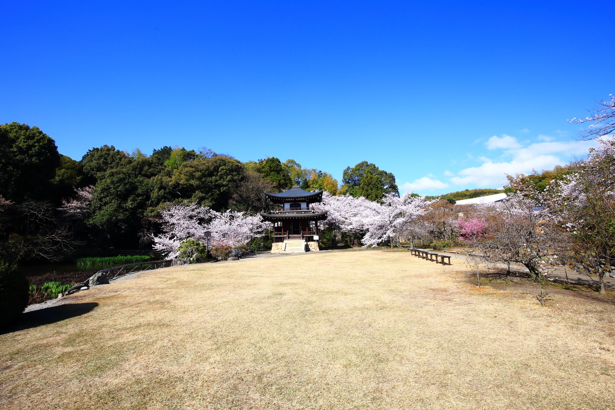 見事な春色につつまれた桜の隠れた名所の勧修寺